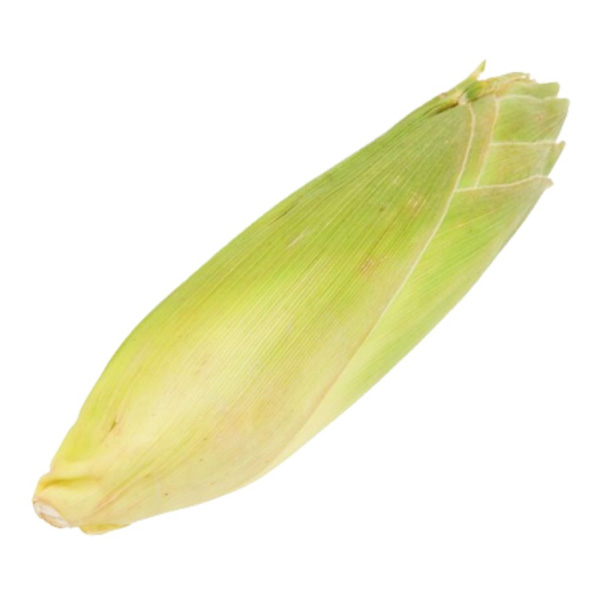 Bắp mỹ