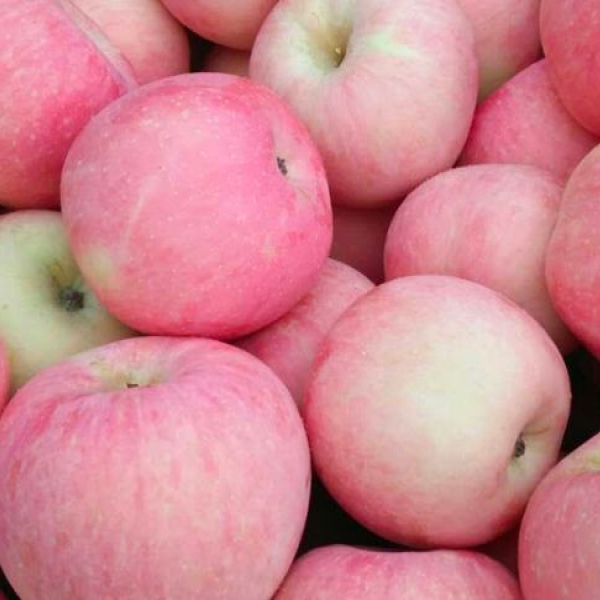 Táo Fuji nội địa Trung