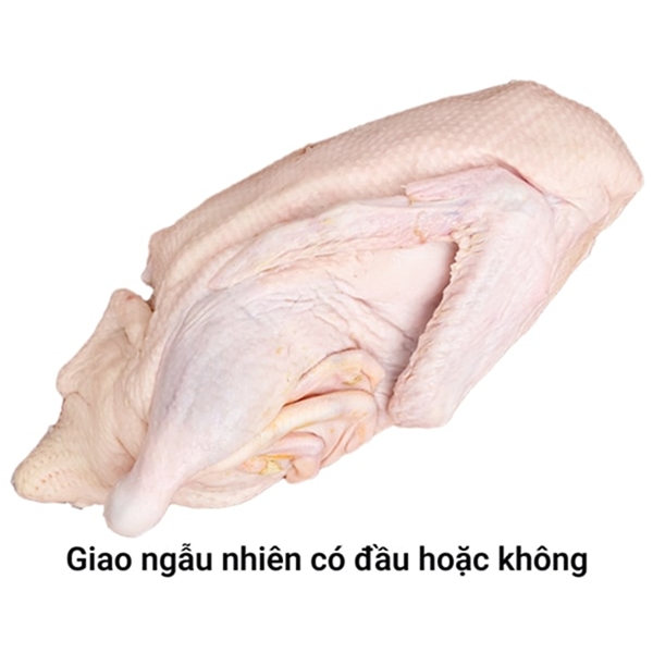 Nửa con vịt C.P