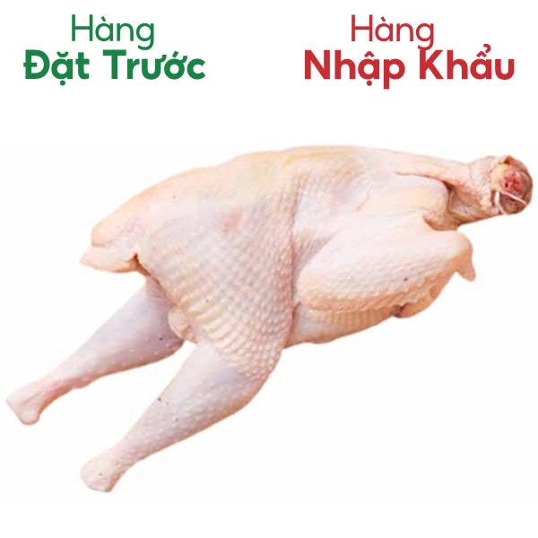 Gà dai Hàn Quốc nhập khẩu (túi 1 con)