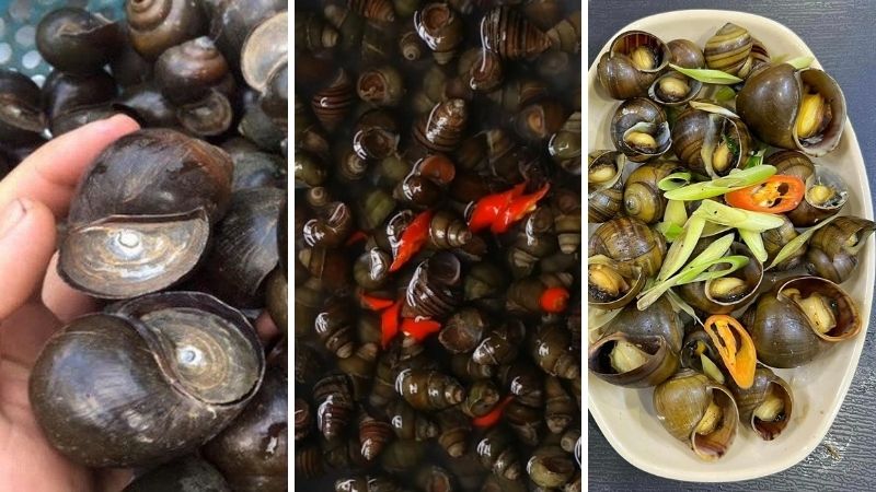 Hướng dẫn chi tiết cách chọn, sơ chế và chế biến ốc an toàn cho mẹ bầu tại nhà