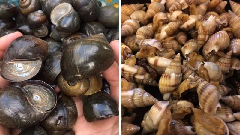 Tần suất và lượng ốc lý tưởng cho bà bầu mỗi tuần