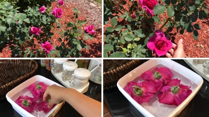 Sơ chế nguyên liệu