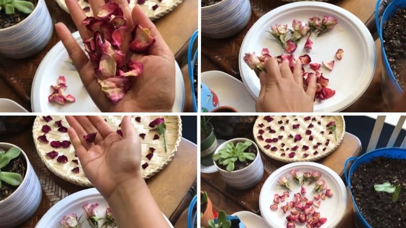 Tiếp tục phơi hoa cho đến khi cánh hoa thật khô