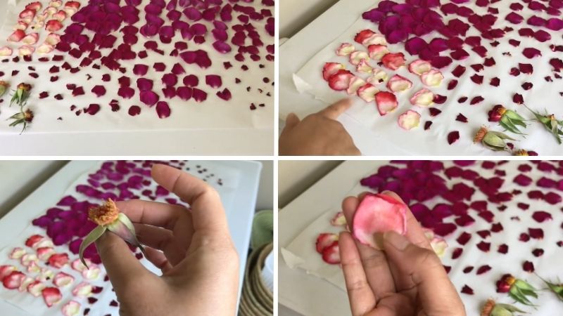 Tách cánh và phơi khô