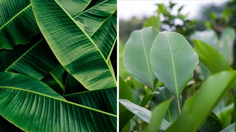 Cách chọn lá phù hợp để gói bánh không cần khuôn Cách chọn lá phù hợp để gói bánh không cần khuôn