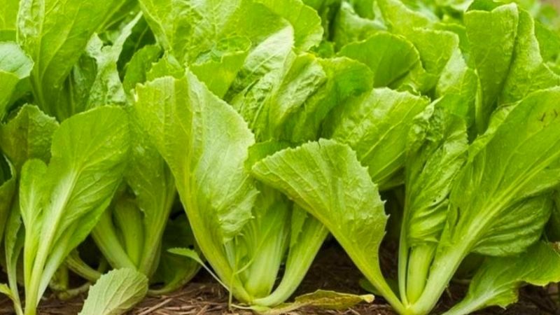 Cải bẹ xanh Cải bẹ xanh