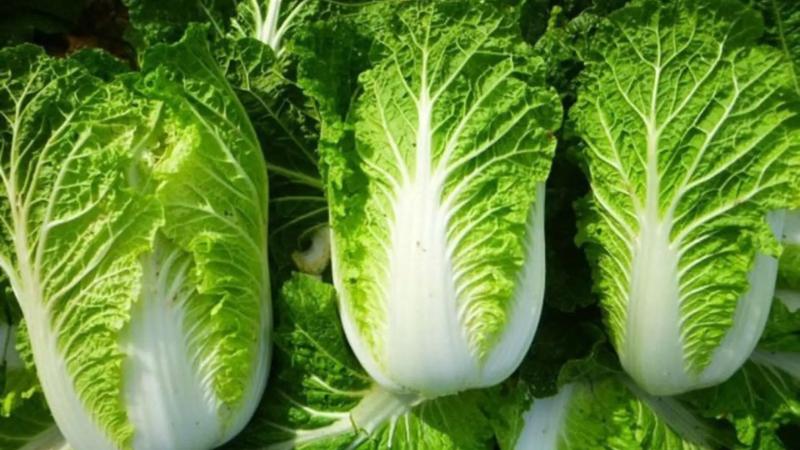 Cải thảo Cải thảo