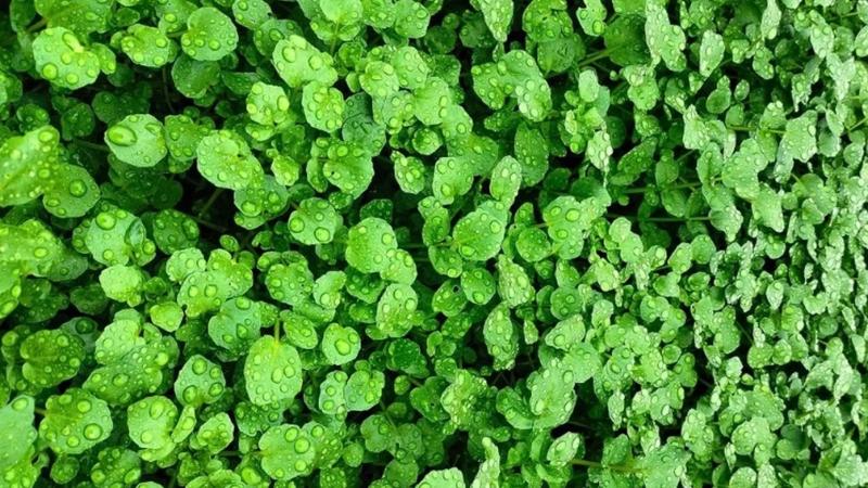 Cải xoong Cải xoong