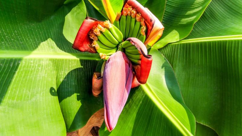 Hoa chuối Hoa chuối