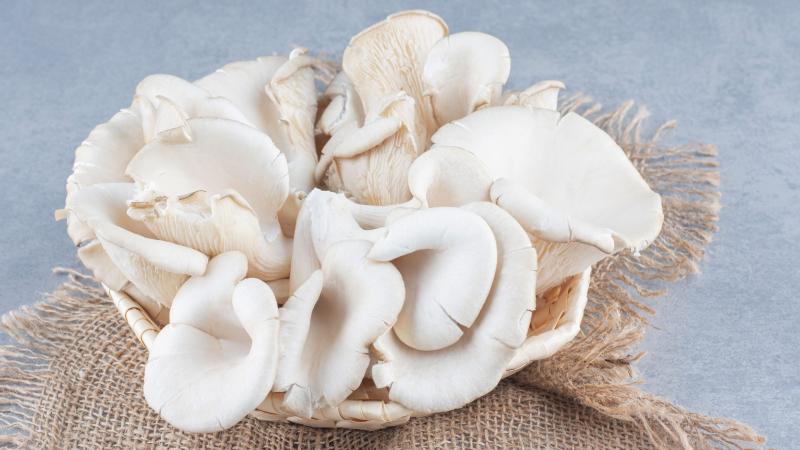 Nấm bào ngư Nấm bào ngư