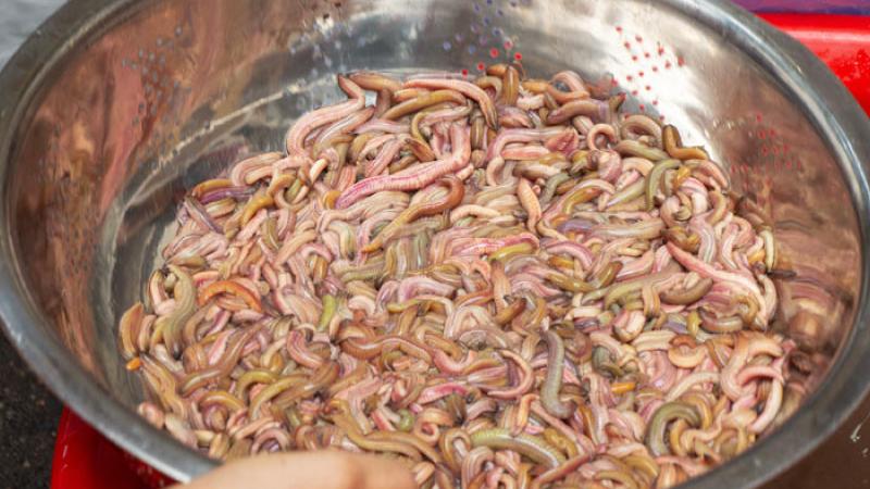 Sơ chế con rươi