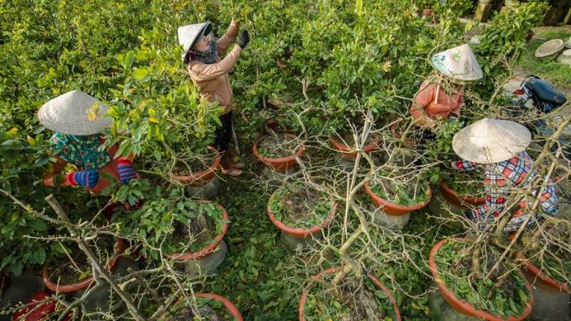 Cách xử lý sự cố khi mai nở không đúng ngày Cách xử lý sự cố khi mai nở không đúng ngày