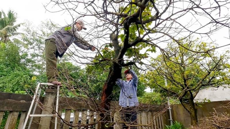 Chăm sóc mai sau khi lặt lá để hoa bền màu Chăm sóc mai sau khi lặt lá để hoa bền màu