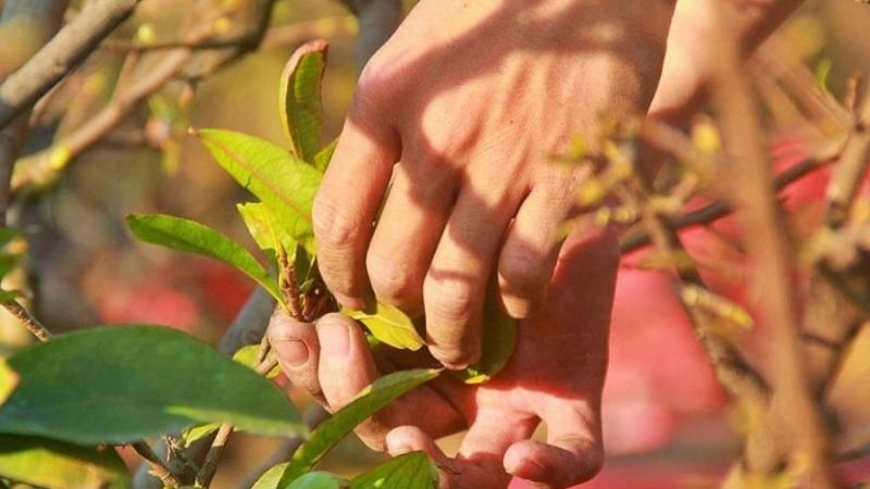 Tại sao phải lặt lá mai vào dịp Tết? Tại sao phải lặt lá mai vào dịp Tết?