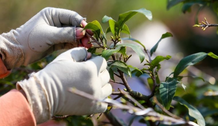 Cách lặt lá mai đúng Tết: Chọn ngày & kỹ thuật chuẩn để hoa nở rộ mùng 1