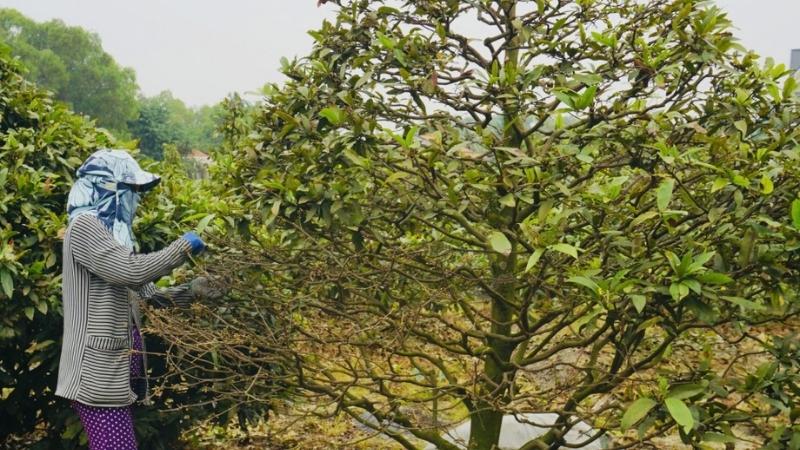 Thời điểm "vàng" để lặt lá mai Thời điểm "vàng" để lặt lá mai