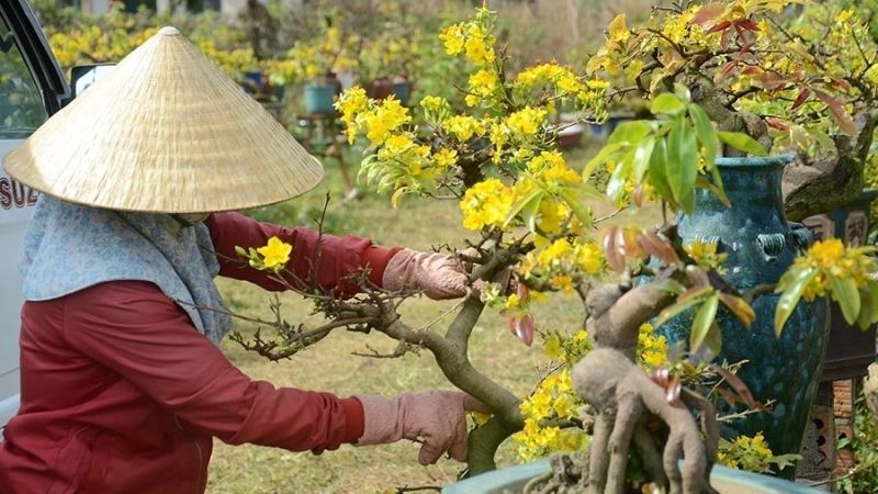 Hướng dẫn kỹ thuật lặt lá mai đúng cách, không gãy nụ Hướng dẫn kỹ thuật lặt lá mai đúng cách, không gãy nụ