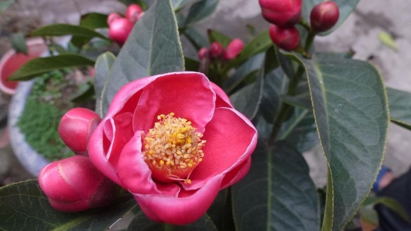 Hoa hải đường Hoa hải đường