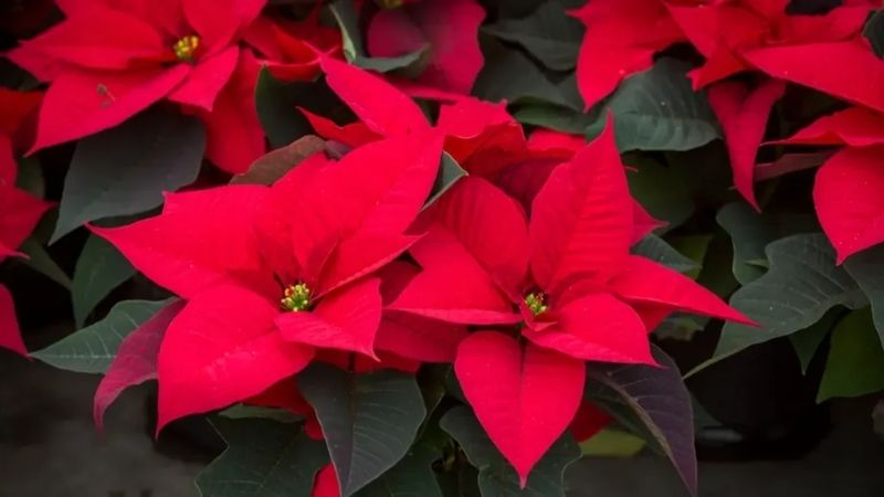 Hoa trạng nguyên Hoa trạng nguyên