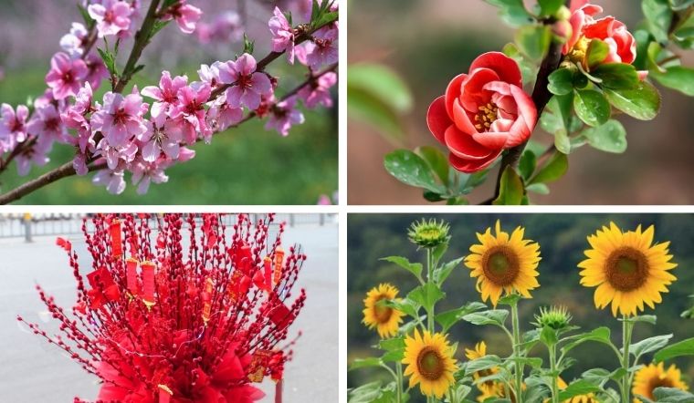 Top 10 loại hoa Tết hợp mệnh Thổ rực rỡ, hút tài lộc nhất