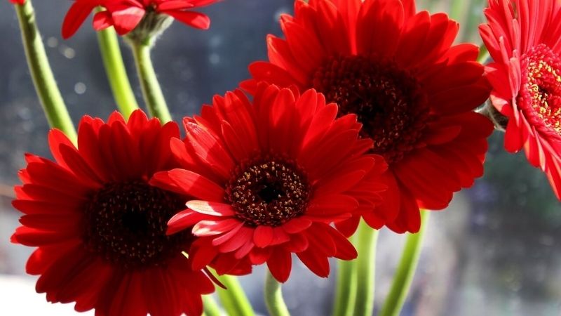 Hoa đồng tiền đỏ Hoa đồng tiền đỏ