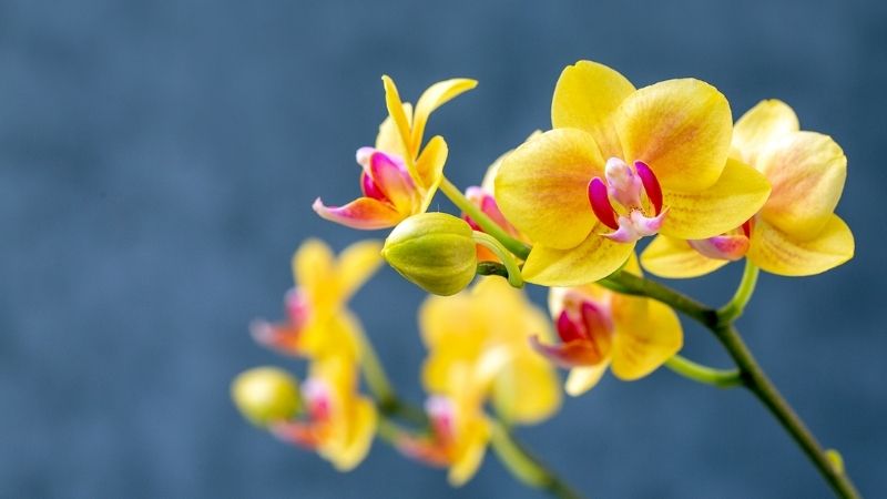 Hoa lan hồ điệp vàng Hoa lan hồ điệp vàng