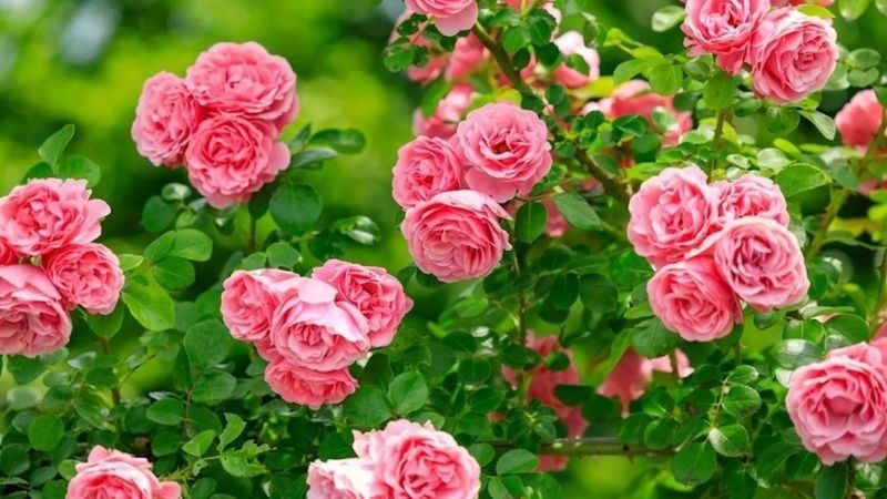 Hoa hồng Hoa hồng