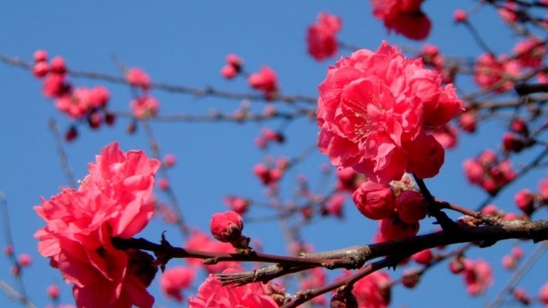 Hoa bích đào Hoa bích đào