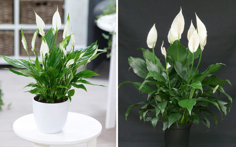 Cây lan ý (huệ hòa bình) Cây lan ý (huệ hòa bình)