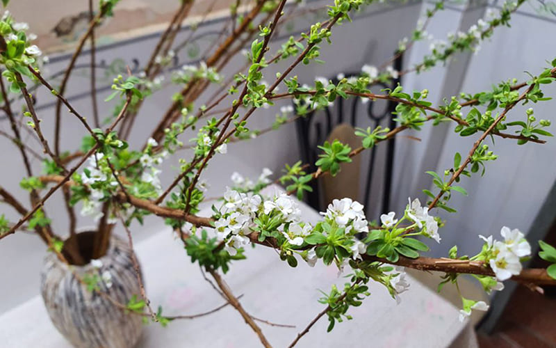 Hoa tuyết mai (tuyết mai rừng) Hoa tuyết mai (tuyết mai rừng)