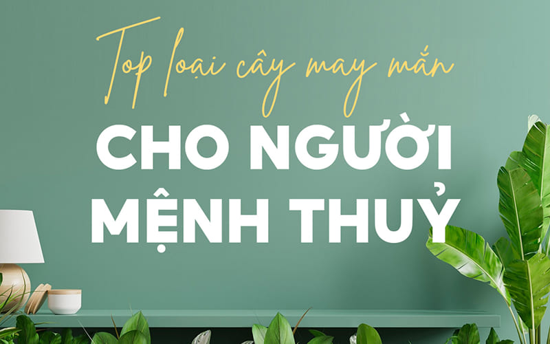 Nguyên tắc vàng chọn hoa Tết cho người mệnh Thủy Nguyên tắc vàng chọn hoa Tết cho người mệnh Thủy