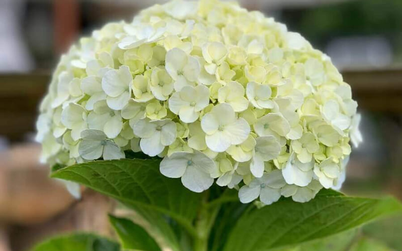 Hoa cẩm tú cầu xanh Hoa cẩm tú cầu xanh