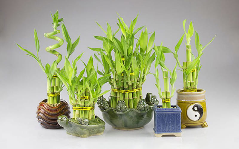 Cây phát lộc (trúc phước lộc) Cây phát lộc (trúc phước lộc)