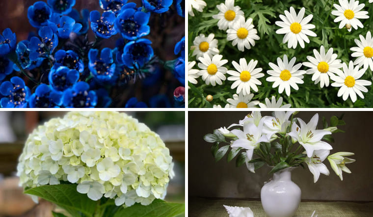 Top 10 loại hoa và cây thủy sinh Tết hợp mệnh Thủy hút tài lộc