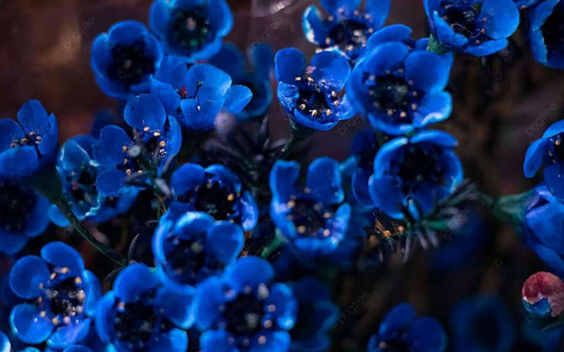 Hoa thanh liễu xanh (nhuộm) Hoa thanh liễu xanh (nhuộm)