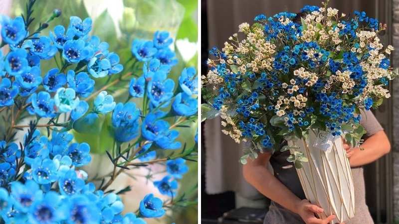 Hoa thanh liễu (màu xanh lục hoặc xanh dương) Hoa thanh liễu (màu xanh lục hoặc xanh dương)