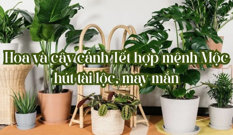 Top 8 loại hoa và cây cảnh Tết hợp mệnh Mộc hút tài lộc, may mắn