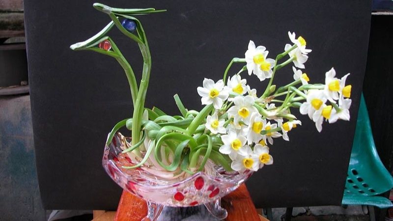 Hoa thủy tiên (trồng nước) Hoa thủy tiên (trồng nước)
