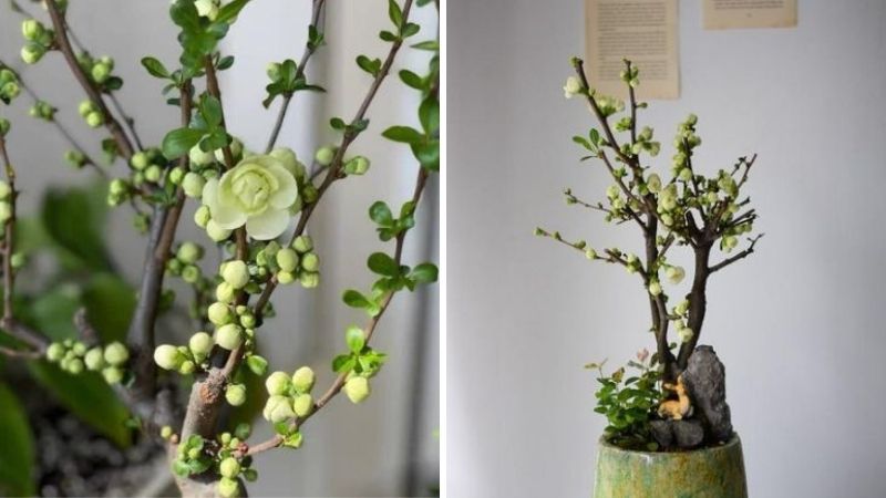 Cây mai ngũ phúc (mai xanh) Cây mai ngũ phúc (mai xanh)