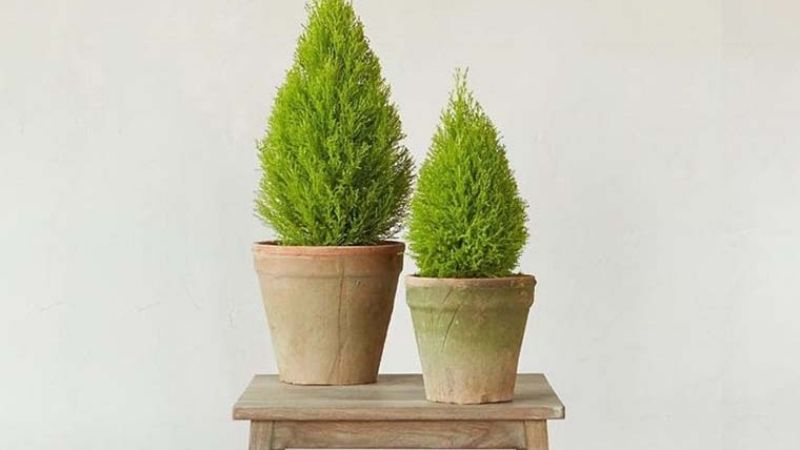 Cây tùng (tùng bồng lai/tùng thơm) Cây tùng (tùng bồng lai/tùng thơm)