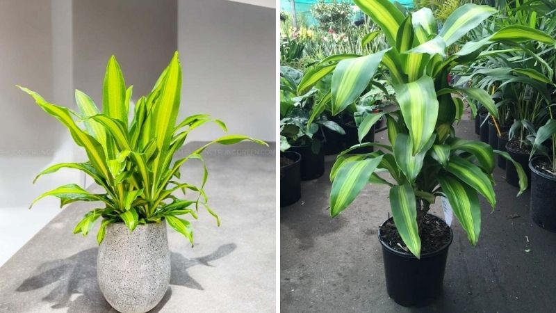 Cây phát tài (thiết mộc lan) Cây phát tài (thiết mộc lan)