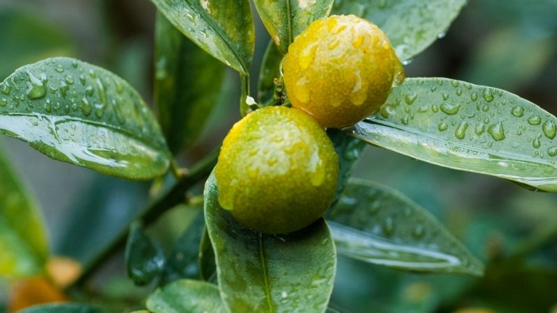 Cây quất (cây tắc) Cây quất (cây tắc)