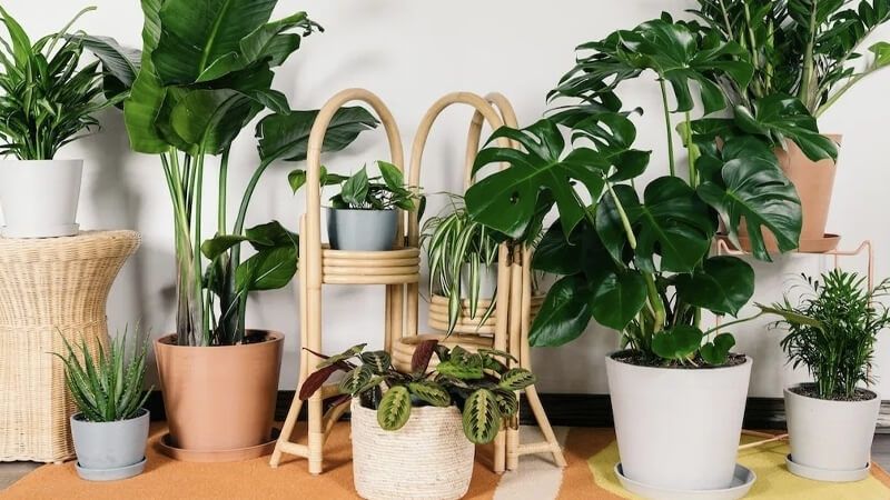 Cách bày trí không gian Tết cho người mệnh Mộc Cách bày trí không gian Tết cho người mệnh Mộc