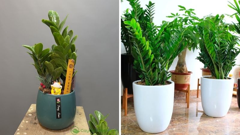 Cây kim tiền (kim phát tài) Cây kim tiền (kim phát tài)