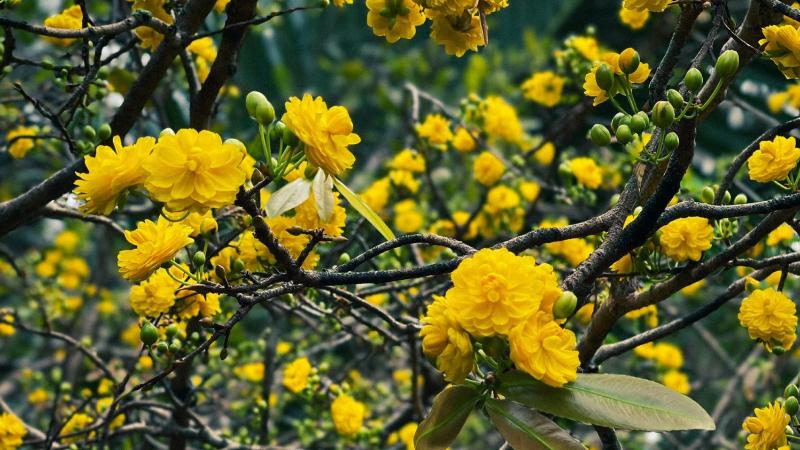 Hoa mai vàng