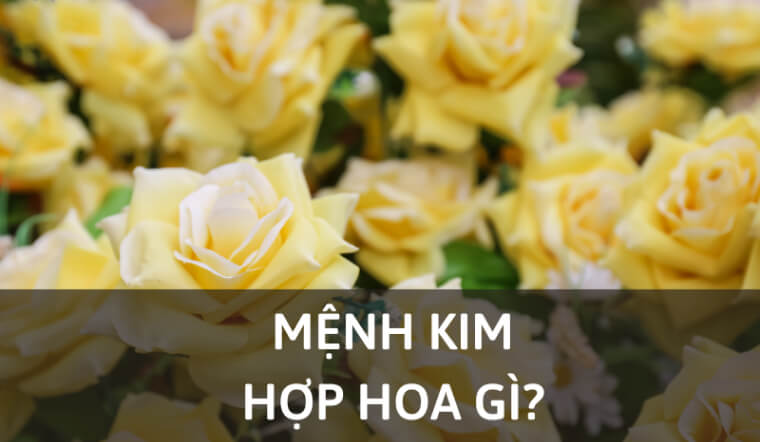 Top 10 loại hoa Tết hợp mệnh Kim giúp kích hoạt tài lộc, phú quý
