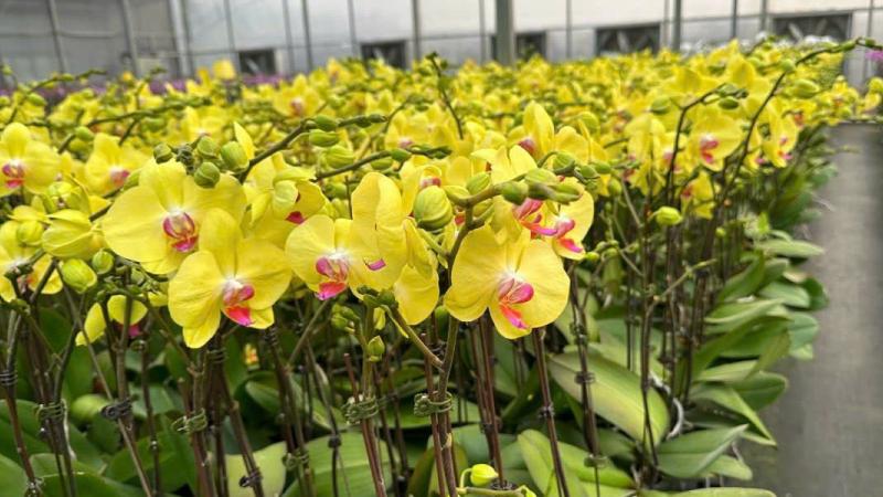 Hoa lan hồ điệp vàng