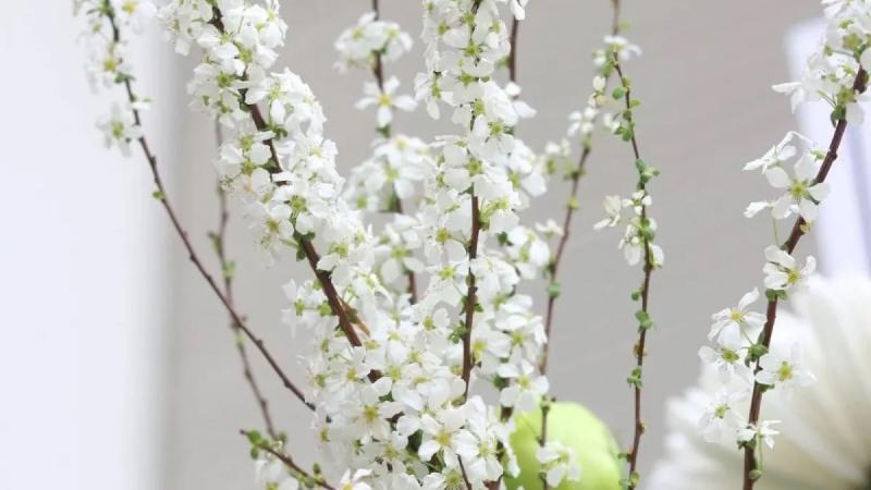 Hoa tuyết mai rừng