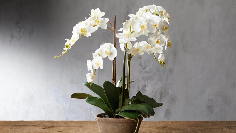 Hoa lan hồ điệp trắng